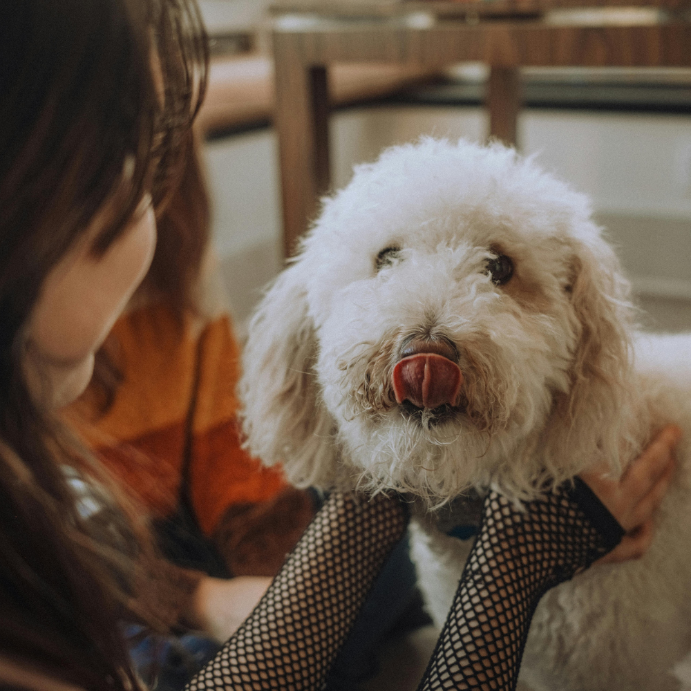 Smiling woman holding two small dogs on her lap